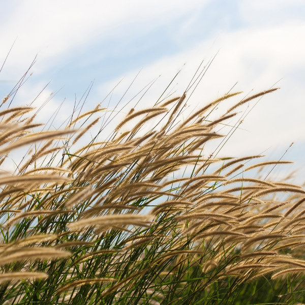 Herbe aux écouvillons macrourum - Pennisetum macrourum