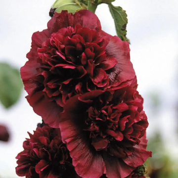 Rose Trémière Double 'Chater's Red' - Alcea Rosea Plena 'Chater's Red'