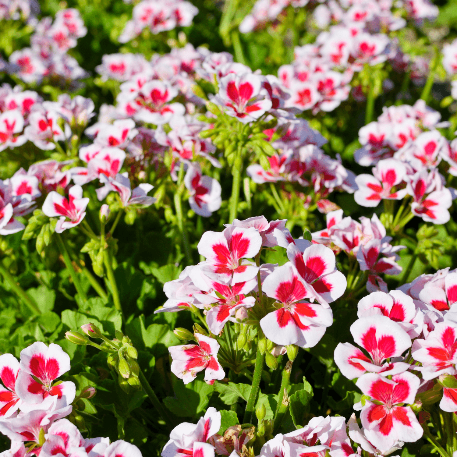 Géranium Odorant - Pelargonium graveolens - FLEURANDIE