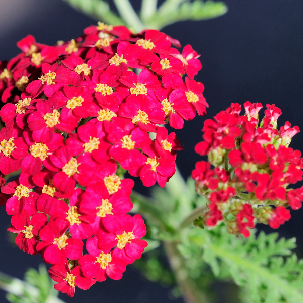 Achillée Millefeuille 'Paprika' - Achillea Millefolium 'Paprika'
