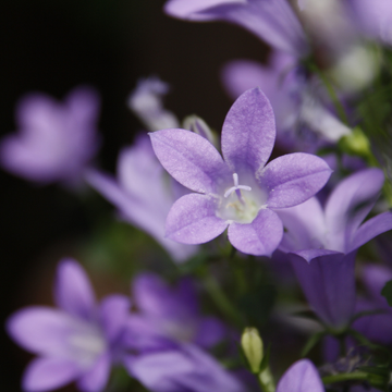 Campanule pyramidale bleue - Campanula pyramidalis 'blue'