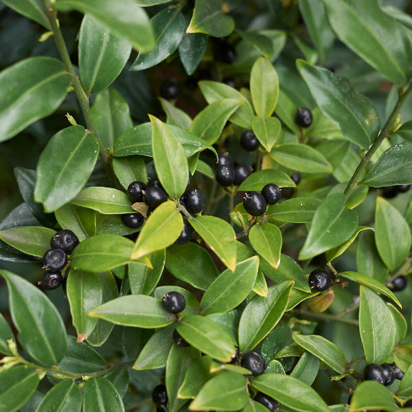 Sarcococca confusa - Sarcococca confusa