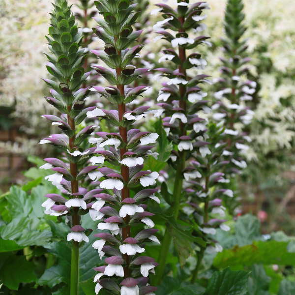 Acanthe Mollis - Acanthus Mollis