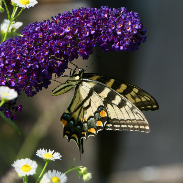 Arbre aux papillons 'Butterfly Candy' Pourpre -  Buddleja davidii 'Butterfly Candy' Purple