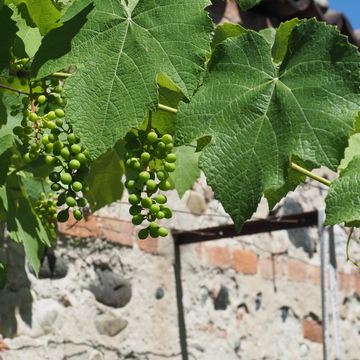 Vigne 'Muscat d'Alexandrie' - Vitis vinifera 'Muscat D'Alexandrie'