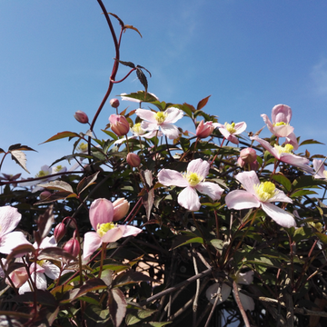 Clématite des montagnes 'Mayleen'- Clematis montana 'Mayleen'