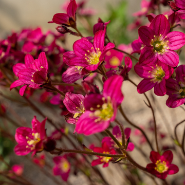 Saxifrage rose foncé -  Saxifraga arendsii ‘Lofty Dark Rose Shades'