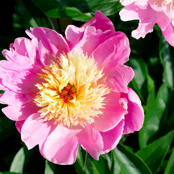 Pivoine de Chine 'Bowl of Beauty' - Paeonia lactiflora 'Bowl of Beauty'