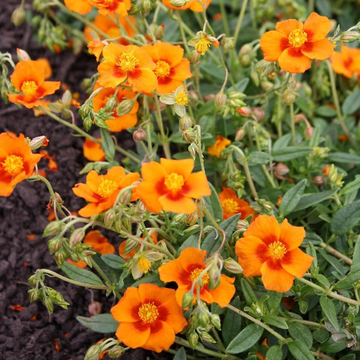 Heliantheme jaune coeur orange -Helianthemum  'Ben Nevis'