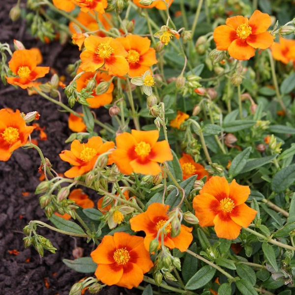 Heliantheme jaune coeur orange -Helianthemum  'Ben Nevis'
