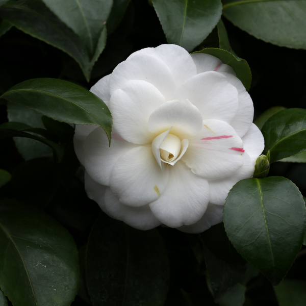 Camélia du Japon ‘Nuccio’s Gem’