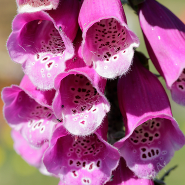 Digitale de Merton - Digitalis mertonensis