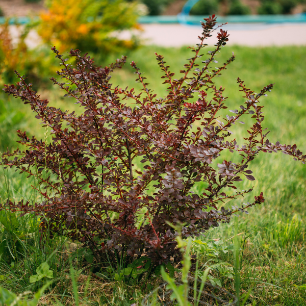 Berberis Natasja