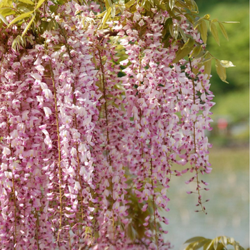 Glycine japonaise 'Rosea' - Wisteria floribunda 'Rosea'