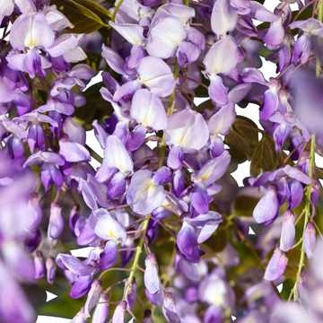 Glycine de Chine 'Prolific' - Wisteria sinensis 'Prolific'
