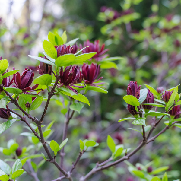 Arbre Pompadour 'Hartlage Wine' - Calycanthus 'Hartlage Wine'