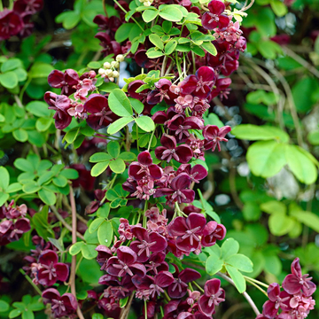 Akébie à cinq feuilles - Akebia quinata