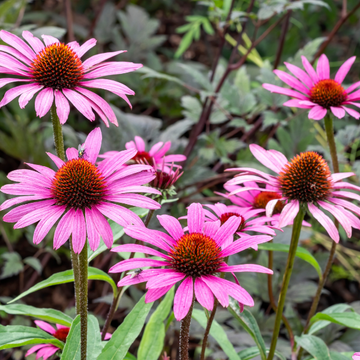 Rudbeckia pourpre 'Little Magnus' - Echinacea purpurea 'Little Magnus'