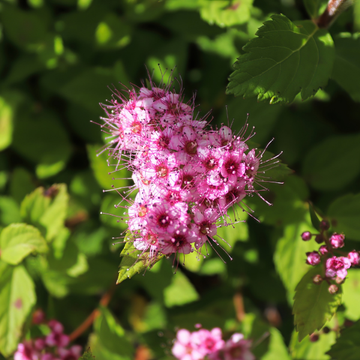 Spirée japonaise 'Little Princess' - Spiraea japonica 'Little Princess'
