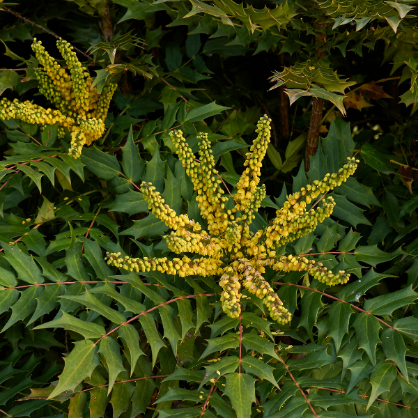 Mahonia eurybracteata Soft Caress - Mahonia eurybracteata 'Soft Caress'
