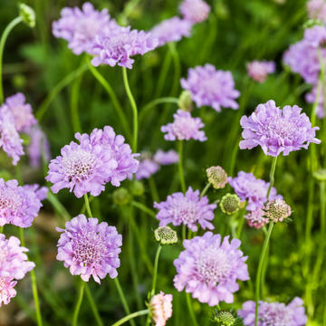 Scabieuse colombaire bleue - Scabiosa columbaria bleu