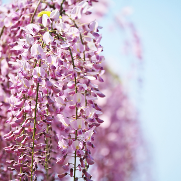 Glycine japonaise 'Pink Ice' - Wisteria floribunda 'Pink Ice'