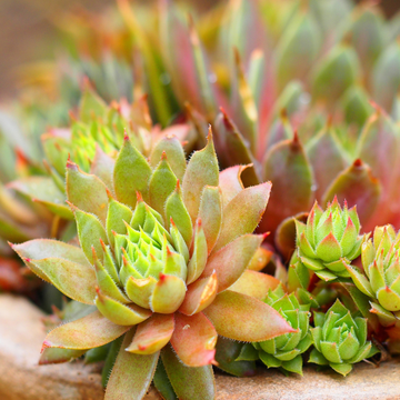 Sempervivum - Sempervivum