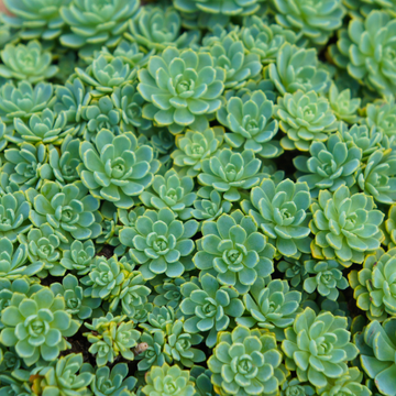 Orpin pachyclados - Sedum pachyclados