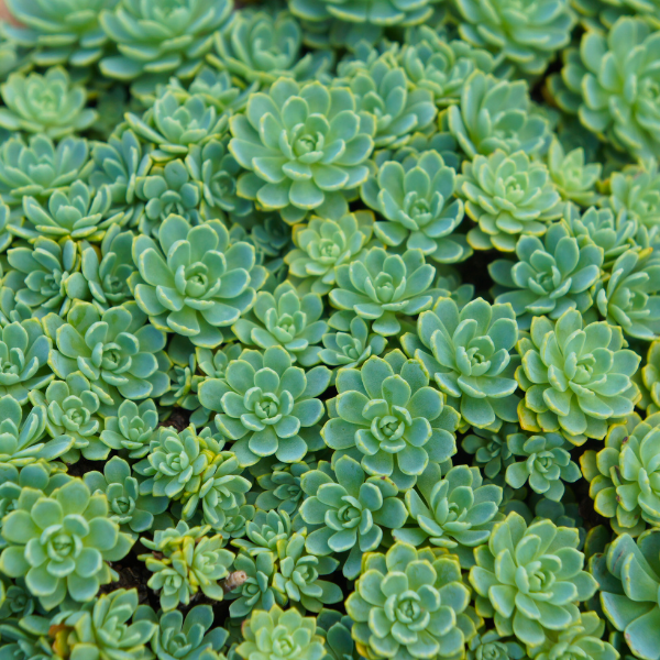 Orpin pachyclados - Sedum pachyclados