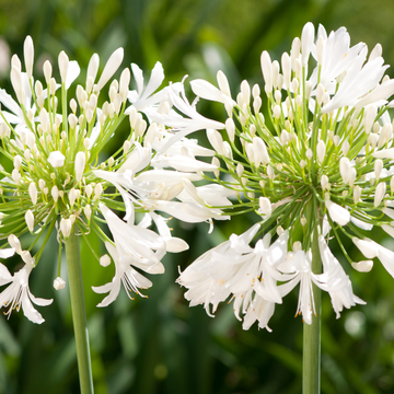 Agapanthe d'Afrique 'Pitchoune White' - Agapanthus africanus 'Pitchoune White'