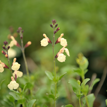 Sauge Arbustive Jaune - Salvia x Jamensis 'Melen'