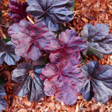 Heuchère 'Mulberry' -  Heuchera 'Mulberry'