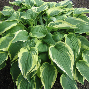 Hosta Sieboldiana 'Great Expectations' - Hosta Sieboldiana 'Great Expectations'