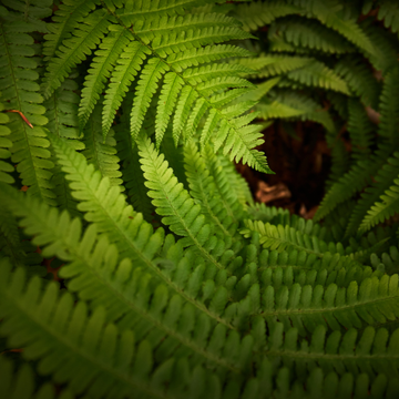 Fougère femelle - Athyrium filix-femina