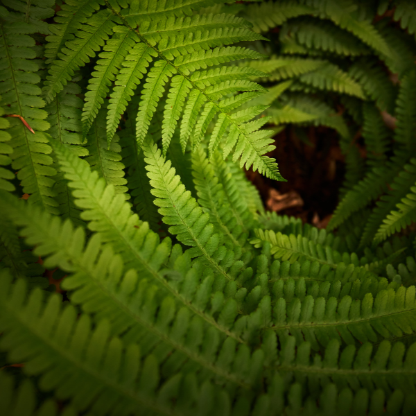 Fougère femelle - Athyrium filix-femina