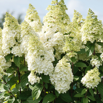 Hortensia Paniculé Magical® Kilimanjaro - Hortensia Paniculata Magical® Kilimanjaro