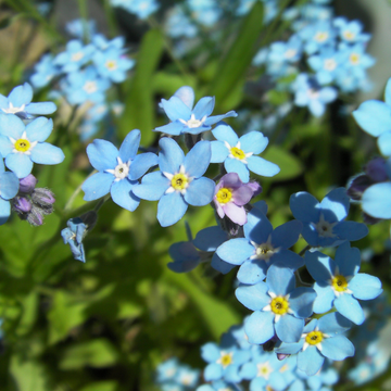 Myosotis 'Savoie Blue' - Myosotis sylvatica 'Savoie Blue