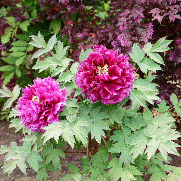Pivoine Arbustif - Paeonia suffruticosa