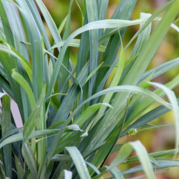 Laîche 'Bunny blue' - Carex laxiculmis 'Bunny blue'