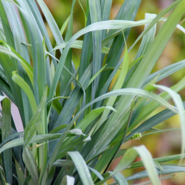 Laîche 'Bunny blue' - Carex laxiculmis 'Bunny blue'