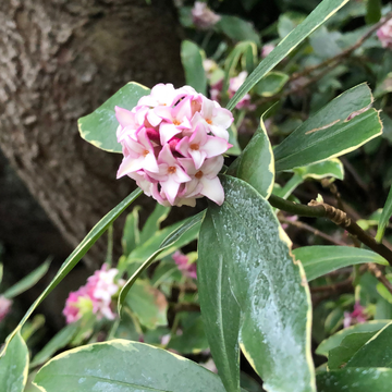 Bois-joli odorant 'Aureomarginata' -  Daphne odora 'Aureomarginata'