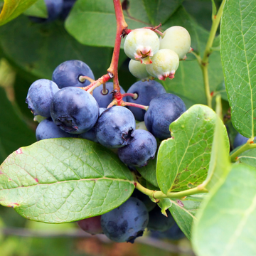Myrtille d'Amérique - Vaccinium corymbosum Legacy