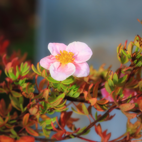 Potentille arbustive 'Lovely Pink'® - Potentilla fruticosa 'Lovely Pink'®