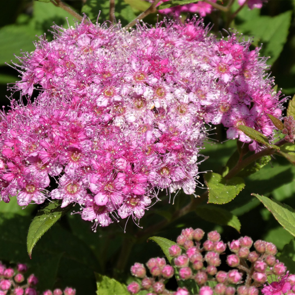 Spirée japonaise 'Crispa' - Spiraea japonica 'Crispa'