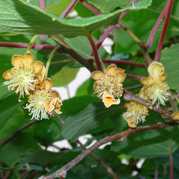 Kiwi, Kiwai mâle 'Issai' - Actinidia arguta 'Issai'