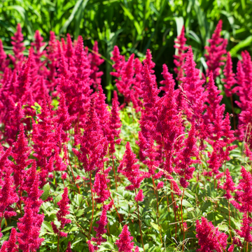 Astilbe 'Younique Ruby Red ' - Astilbe 'Younique Ruby Red '