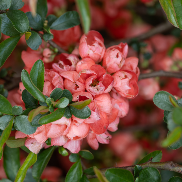 Cognassier du Japon varié - Chaenomeles x japonica varié