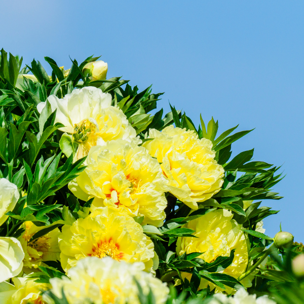 Pivoine Itoh 'Bartzella' - Paeonia x Itoh 'Bartzella'