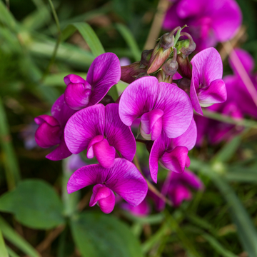 Pois vivace grimpant - Lathyrus latifolius