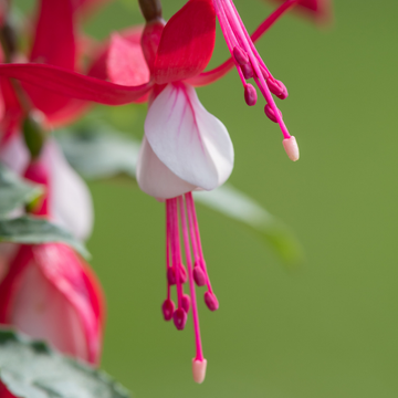 Fuchsia vivace rose et blanc - Fuchsia 'Alice Hoffmann'